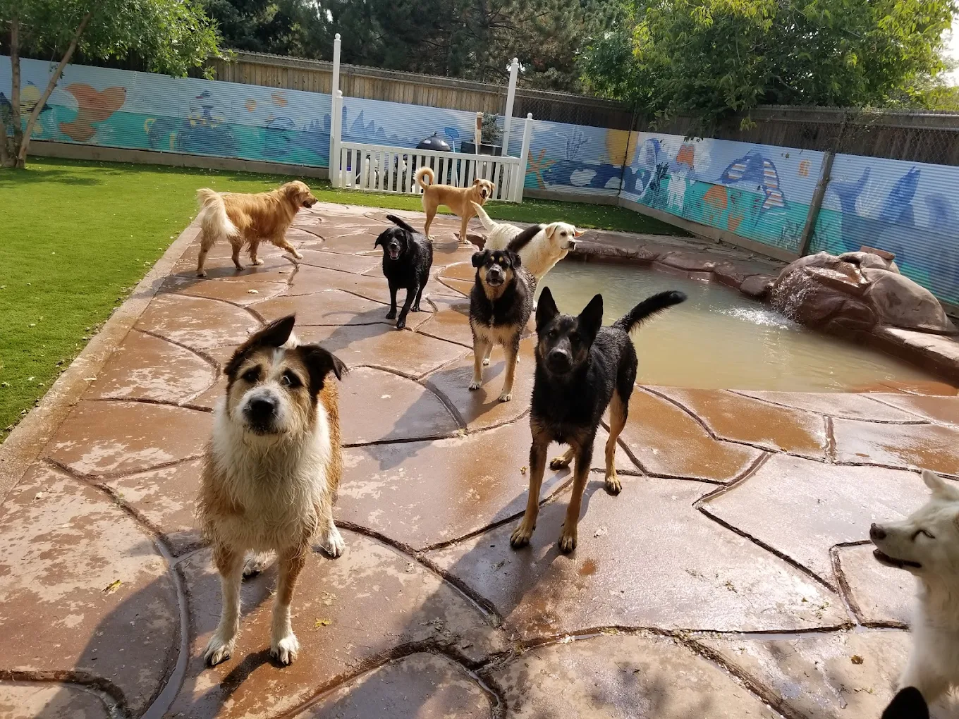 Tenaker Pet Care Center, Inc.